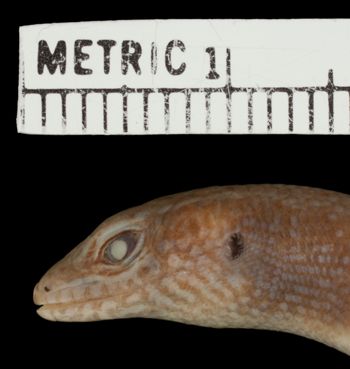 Media type: image;   Herpetology R-38982 Aspect: head lateral